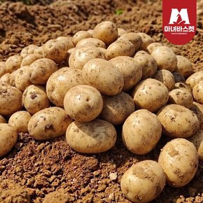 [마녀바스켓] 산지직송 포슬포슬 햇감자 수미감자 특 2kg (130-180g 내외)
