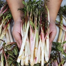  추운겨울에 먹는 향긋한 강원도 겨울두릅 500g