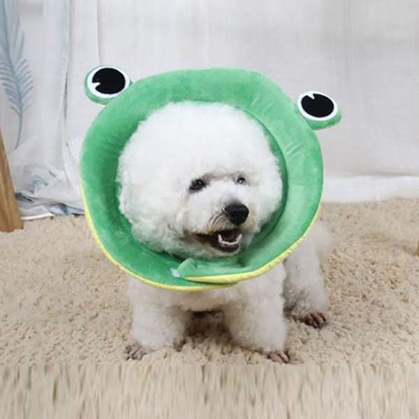 확대된 대표 이미지1