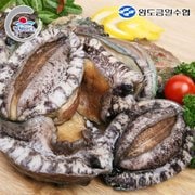 [명절 후 배송] 완도금일수협  활 참전복 (대)1kg(양식/10-11미)