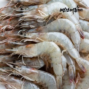 연안어촌계 전남 고흥 활 흰다리새우 1kg/28~32미