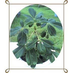 마로니에/칠엽수/적화마로니에/Aesculus turbinata/묘목/화단/경제수/화목류