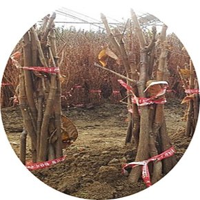 마로니에/칠엽수/적화마로니에/Aesculus turbinata/묘목/화단/경제수/화목류