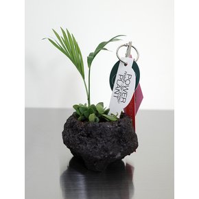 테이블야자 (Chamaedorea elegans)