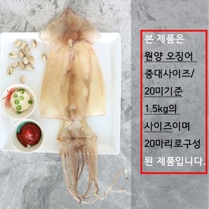  마른 오징어 안주 구룡포 말린 건조오징어 20미 1.5kg