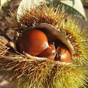 국내산 햇밤 1kg