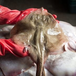 국내산 급냉 간재미 1kg 내외