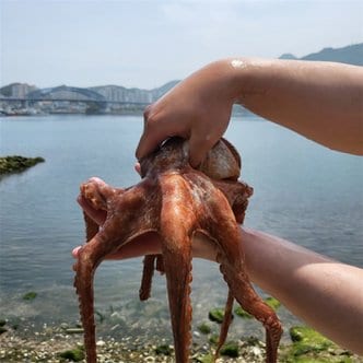  국내산 통영 활 돌문어 1kg (1~3미) 산지직송 자숙 생물