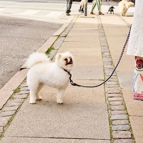 [이노메싸] HAY Dogs Leash Braided 도그스 리쉬 브레이디드 라벤더/그린 (AD865-D030-AO16)