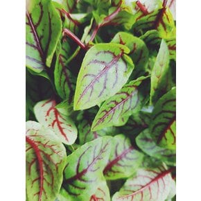 레드소렐(Red sorrel) 30g