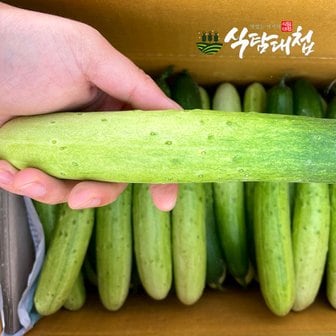 식탐대첩 국내산 백다다기오이 1kg