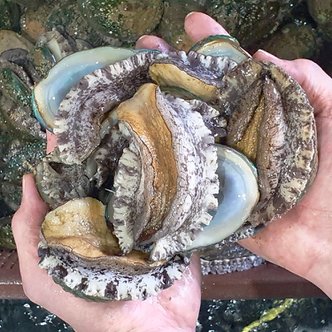 맛군 당일조업 중대 완도 활 전복 횟감용 구이용 1kg (16-19미) 산소포장/ 국내양식