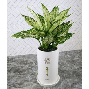 원형 이음화분 /개별메세지추가  (승진 영전 개업 생일 오픈 축하 공기정화식물)