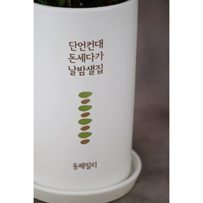 원형 이음화분 /개별메세지추가  (승진 영전 개업 생일 오픈 축하 공기정화식물)