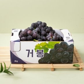 거봉 2kg 박스