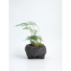 아스파라거스 미니 (Asparagus Nanus) 사람 피규어