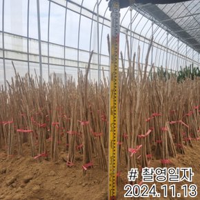 민두릅나무 민두릅 80cm전후 (재배목)