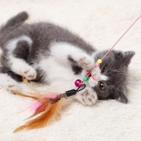 PET 고양이 낚시대 장난감 (S30683301)