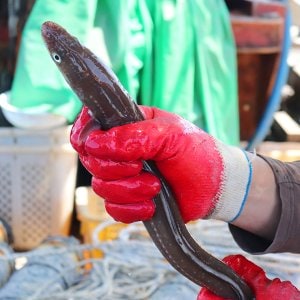착한어부 손질한 통영 활 바다장어(특대) 1kg (손질후 750g 내외/2~3미)