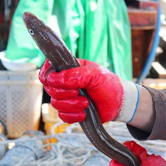 착한어부 손질한 통영 활 바다장어(특대) 1kg (손질후 750g 내외/2~3미)