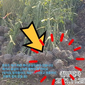 고급정원넝쿨장미 덩굴장미 줄장미 (사하라)  개화주 망포트