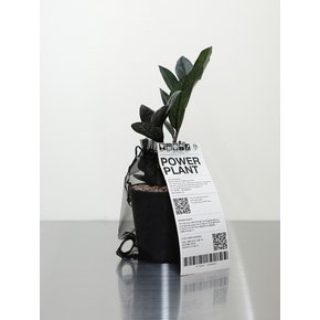 블랙 금전수 오간자 S/ M (Zamioculcas zamiifolia)