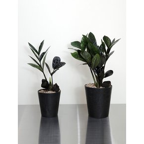 블랙 금전수 오간자 S/ M (Zamioculcas zamiifolia)