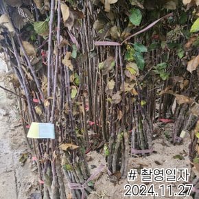 사과나무 묘목 미니사과 (알프스오토메) 접목1년특묘