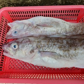 생대구 생물대구 1kg