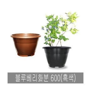 화분백화점 도로화분 블루베리화분 600(흑색 수경용)