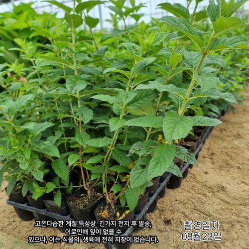 추가이미지3