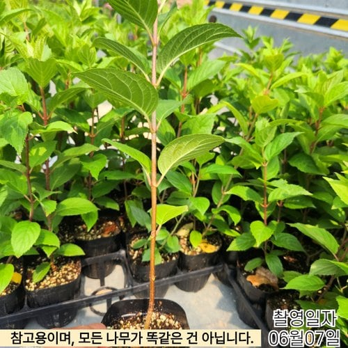 추가이미지6