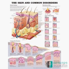인체해부도 3D차트 병원액자 9940B 피부질환 피부구조 54X74cm 액자옵션