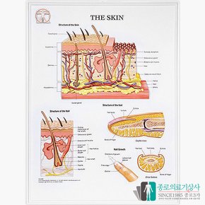 인체해부도 3D차트 병원액자 9940B 피부질환 피부구조 54X74cm 액자옵션