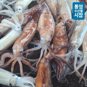  [통영수산물시장] 활오징어(급냉) 초코오징어 통찜용 1kg 6~8미