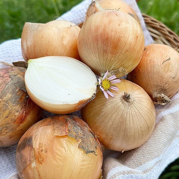 양파 3kg 왕특사이즈