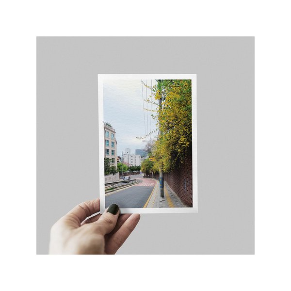 시그니처 엽서_담장 위 개나리