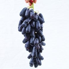  프리미엄 호주산 점보 블랙사파이어 가지포도 4kg