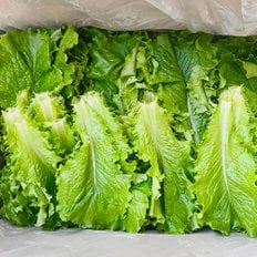 국내산 청상추 쌈용 샐러드야채 샐러드채소 상추 쌈채소 100g