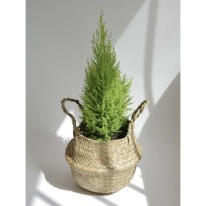 율마 중 (Cupressus macrocarpa) 해초 라탄 바구니