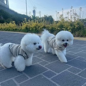 [쥬비코 강아지옷]쥬비코 강아지옷 와플 단가라 조끼