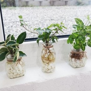 식물플랜테리어 누구나 쉬운 수경재배 DIY 화병 공기정화식물