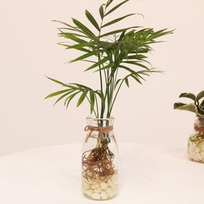 식물플랜테리어 누구나 쉬운 수경재배 DIY 화병 공기정화식물