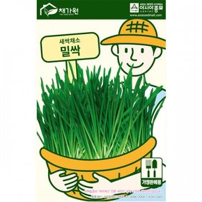 새싹씨앗종자 밀싹 (1kg) 새싹채소