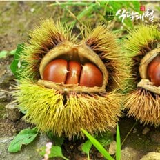 식탐대첩 국내산 꿀알밤 정품 3kg 대