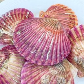 국산 홍가리비 1kg