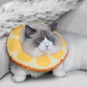 강아지 넥카라 고양이 넥카라쿠션 깔대기 목보호대 애견 쿠션