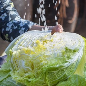 해남 땅끝 아삭 절임배추20kg /HACCP인증