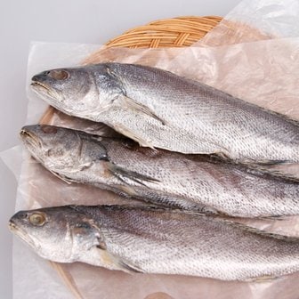 착한어부 반건조 대서양조기(대) 1미 (400-450g, 40-45cm)