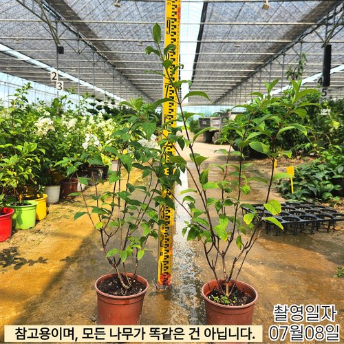추가이미지1